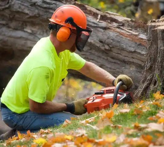 tree services Minneapolis